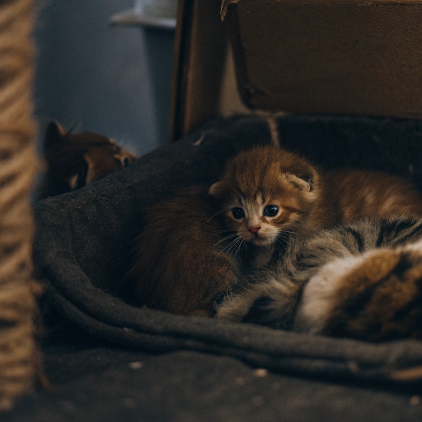 Cat settling in new home