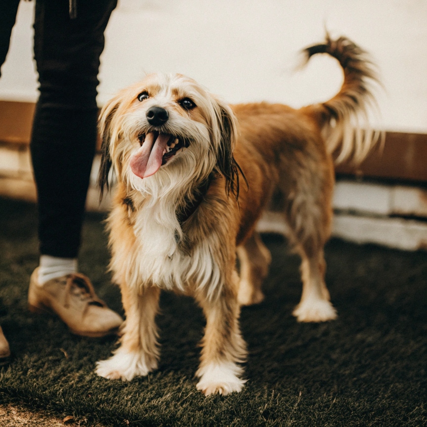 Mixed Breed